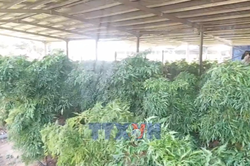 Kết nối tiêu thụ nông sản, mở rộng chuỗi liên kết sản xuất