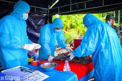 An Giang tăng tốc lấy mẫu ADN hài cốt liệt sĩ