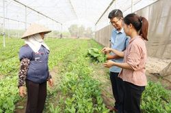 Bắc Ninh: Tập trung ruộng đất, nâng hiệu quả sản xuất nông nghiệp