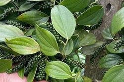 Giá tiêu hôm nay 29/7/2026: Trong nước lặng sóng, tiêu đen Việt Nam giữ mức 6.050 USD/tấn