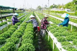Phường Sa Đ&eacute;c: Tạo sinh kế bền vững, kh&ocirc;ng để ai bị bỏ lại ph&iacute;a sau