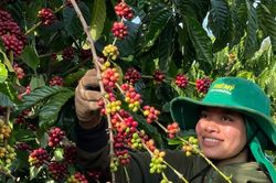 Gia Lai: Kim ngạch xuất khẩu cà phê 7 tháng ước đạt gần 1 tỷ USD