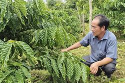Đổi mới phương thức sản xuất để vườn cà phê phát triển bền vững
