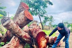 Khẩn trương làm rõ trách nhiệm vụ chặt hạ cây xanh tại UBND xã Hbông (cũ)
