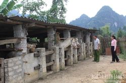 Hữu Liên: Đàn ngựa mở hướng giảm nghèo