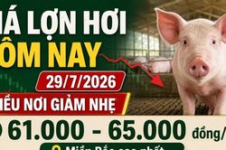Giá lợn hơi hôm nay 29/7: Nhiều nơi giảm còn 61.000 đồng/kg