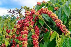 Gi&aacute; c&agrave; ph&ecirc; h&ocirc;m nay 29/7/2026: Tăng tới 2.000 đồng/kg, L&acirc;m Đồng tăng mạnh nhất