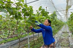 Phát triển nông nghiệp thích ứng biến đổi khí hậu