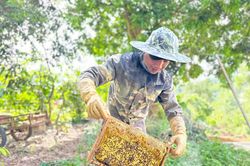 Mật ong Trường Sơn trước bài toán tiêu thụ