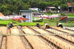 Ươm mầm xanh trên vùng đất Tân Gianh