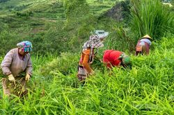 X&acirc;y dựng chuỗi gi&aacute; trị n&ocirc;ng sản