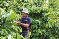 Ng&agrave;nh hồ ti&ecirc;u cần đ&aacute;p ứng c&aacute;c ti&ecirc;u chuẩn để tăng lợi thế cạnh tranh