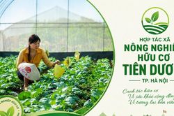 HTX Nông nghiệp hữu cơ Tiên Dương: Khi nông nghiệp xanh tạo nên thương hiệu