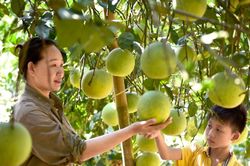 HTX giúp chỉ dẫn địa lý Tuyên Quang tạo giá trị vượt khỏi tấm giấy chứng nhận