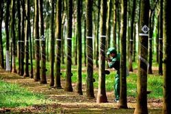 Một c&ocirc;ng ty cao su sắp thưởng cổ phiếu với tỷ lệ 300%