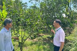 Vốn chính sách tiếp sức cựu chiến binh trên 'mặt trận' làm giàu