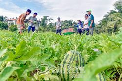 Dưa hấu trái vụ mang niềm vui cho nông dân Lý Văn Lâm