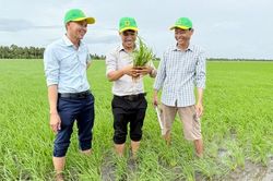 Đổi mới tư duy trên vùng đất phèn để tăng hiệu quả trồng lúa
