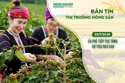 Thị trường n&ocirc;ng sản 29/7/2026: C&agrave; ph&ecirc; tiếp tục tăng, hồ ti&ecirc;u neo cao