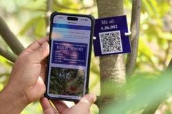 L&acirc;m Đồng thu hồi 12 m&atilde; số v&ugrave;ng trồng, cơ sở đ&oacute;ng g&oacute;i sầu ri&ecirc;ng của hai doanh nghiệp
