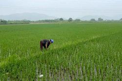 Chủ động phòng trừ sâu bệnh, bảo vệ sản xuất vụ mùa