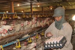 Chăn nu&ocirc;i c&ocirc;ng nghệ cao: Hướng đến sản xuất xanh, bền vững