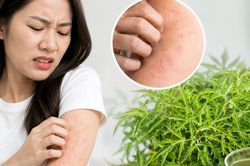 4 sai lầm khi dùng lá đinh lăng có thể gây hại cho sức khỏe