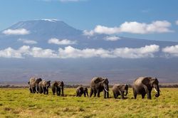 Kenya mở điều tra khẩn việc 15 con voi rừng chết 'bất đắc kỳ tử'