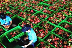 Ngoại giao phát huy vai trò cầu nối đưa nông sản Việt Nam sang thị trường Trung Quốc