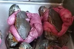 'CỞI TRÓI' CHO CUA