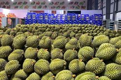 Ấn Độ mở cửa thị trường cho sầu riêng tươi Việt Nam