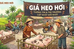 Giá heo hơi hôm nay 30/7: Miền Nam ổn định, miền Bắc và Trung - Tây Nguyên tiếp tục giảm giá
