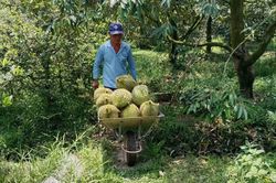 Xuất khẩu sầu riêng: Vì sao thành - bại do mã số vùng trồng?