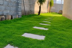 Top 5 loại cỏ trồng sân vườn đẹp, dễ chăm sóc nhất hiện nay