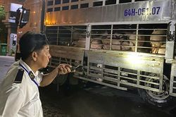 Chặn 3 xe chở lợn vào TPHCM, tiêu hủy hơn 35 tấn vì nhiễm chất cấm và dịch bệnh