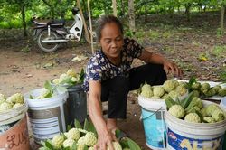 Nâng tầm thương hiệu trái na La Hiên trên thị trường nông sản