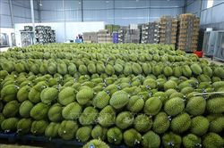 Ấn Độ chính thức mở cửa thị trường đối với sầu riêng tươi của Việt Nam