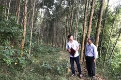 'Cơn kh&aacute;t' gỗ lớn l&agrave;m kh&oacute; c&aacute;c doanh nghiệp chế biến s&acirc;u