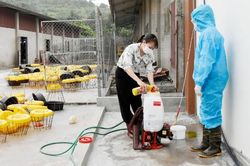 Bắc Ninh: Triển khai các biện pháp phòng, chống dịch cúm gia cầm