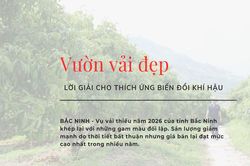 Vườn vải đẹp - Lời giải cho thích ứng biến đổi khí hậu