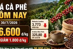 H&ocirc;m nay 30/7: Gi&aacute; c&agrave; ph&ecirc; trong nước v&agrave; thế giới c&ugrave;ng lao dốc