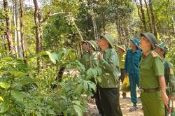 Gia Lai: Áp lực bảo vệ rừng khi thiếu hụt lực lượng chuyên trách