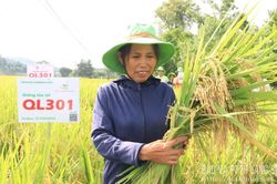Khá lên từ giống mới