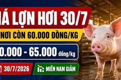 Giá lợn hơi hôm nay 30/7: Có nơi còn 60.000 đồng/kg
