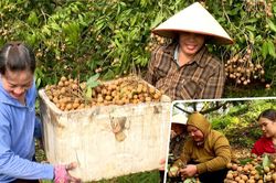 Rộn r&agrave;ng m&ugrave;a tr&aacute;i ngọt tr&ecirc;n v&ugrave;ng cao L&agrave;o Cai