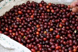 Giá cà phê hôm nay 30/7/2026: Tây Nguyên giảm tới 1.800 đồng/kg, Arabica mất 13,6 cent