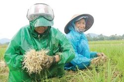 Định vị lại thương hiệu kiệu sẻ Hương Chữ