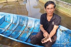 Dễ 'làm chơi, ăn thật' với ốc bươu đen