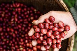 Tăng mạnh, giá cà phê tiến gần mốc 100.000 đồng/kg