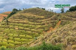 Yêu cầu Công ty TNHH SXTM Việt Thổ trồng rừng theo đúng phương án phê duyệt